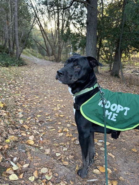Freckie, an adoptable Labrador Retriever in Duluth, MN, 55802 | Photo Image 2
