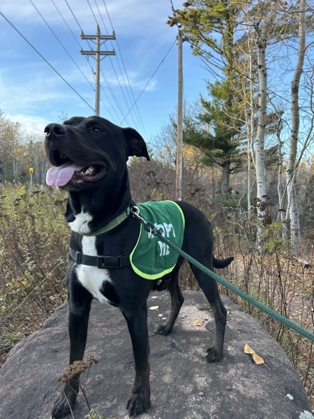 Freckie, an adoptable Labrador Retriever in Duluth, MN, 55802 | Photo Image 3
