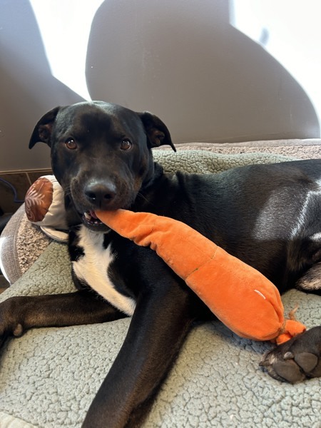 Freckie, an adoptable Labrador Retriever in Duluth, MN, 55802 | Photo Image 4