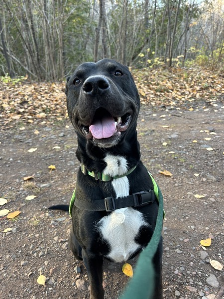 Freckie, an adoptable Labrador Retriever in Duluth, MN, 55802 | Photo Image 5