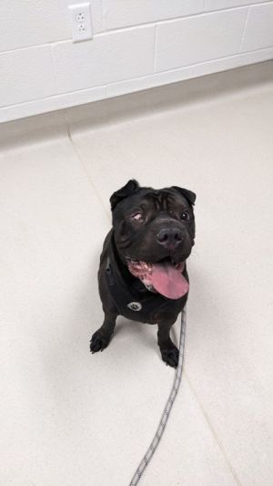 Zuko