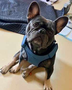 Yoda