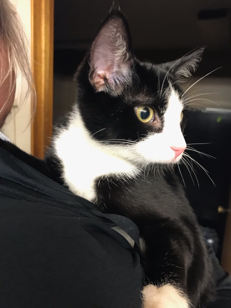 Paisley, an adoptable Domestic Short Hair in Grand Rapids, MN, 55744 | Photo Image 1