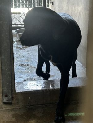 PAQUITA