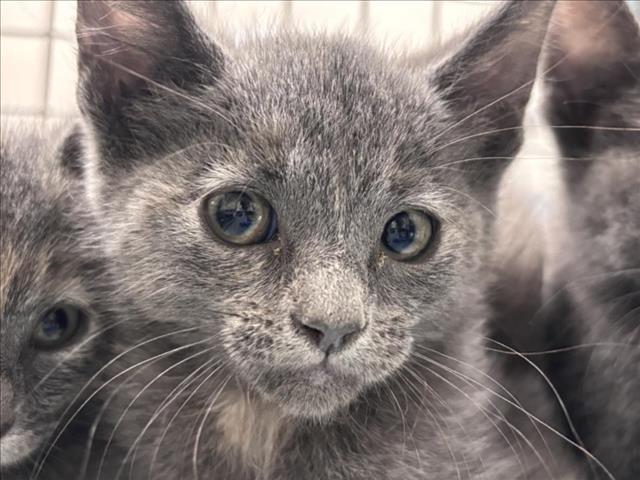 HAZEL