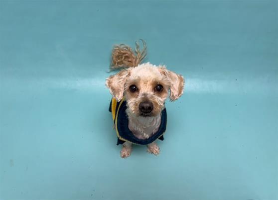 GIZMO
