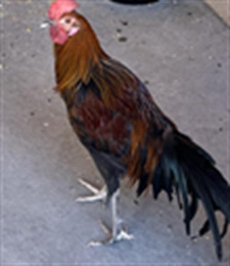 TEEGAN