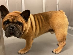 FRODO - ADOPTION PENDING