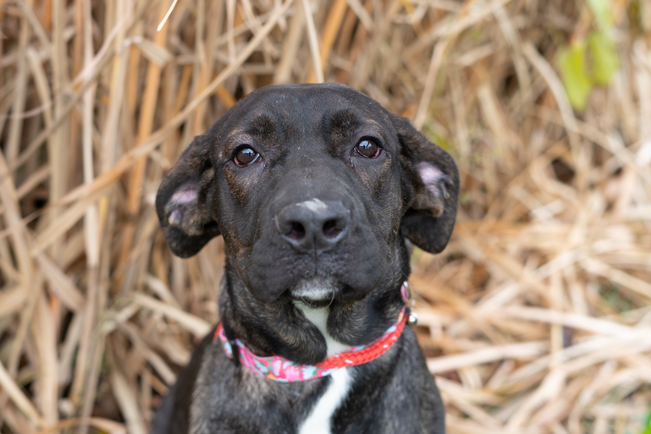 Ziggy, an adoptable Bullmastiff, Mixed Breed in Duart, ON, N0L 1H0 | Photo Image 1