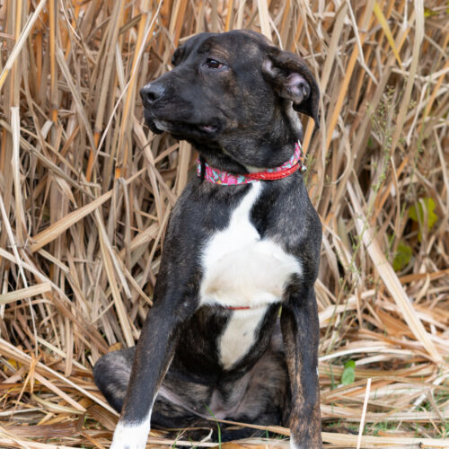 Ziggy, an adoptable Bullmastiff, Mixed Breed in Duart, ON, N0L 1H0 | Photo Image 2