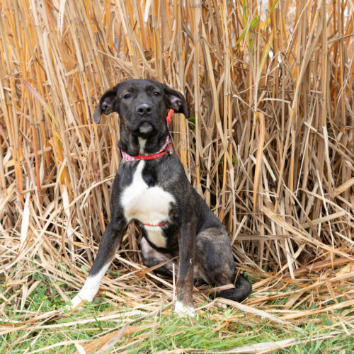 Ziggy, an adoptable Bullmastiff, Mixed Breed in Duart, ON, N0L 1H0 | Photo Image 3