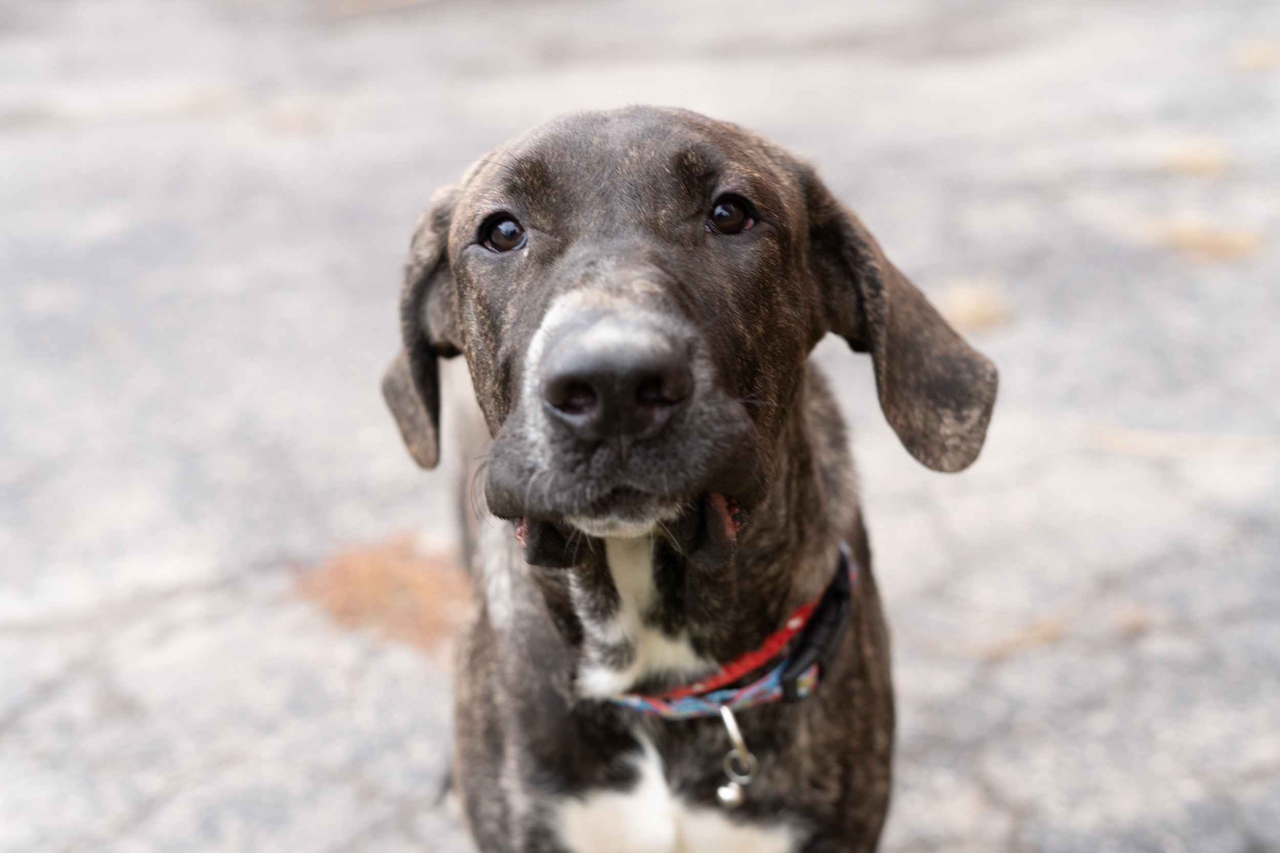 Mobley, an adoptable Bullmastiff, Mixed Breed in Duart, ON, N0L 1H0 | Photo Image 1