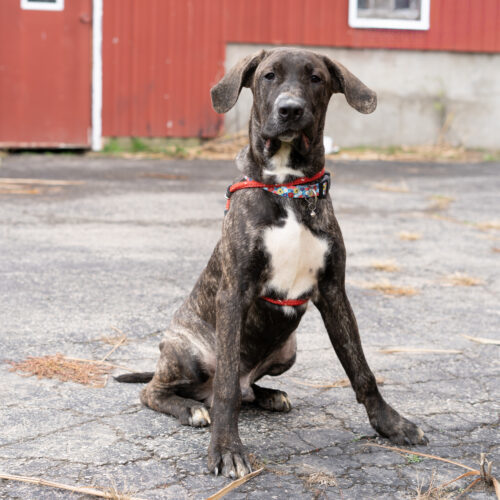 Mobley, an adoptable Bullmastiff, Mixed Breed in Duart, ON, N0L 1H0 | Photo Image 2