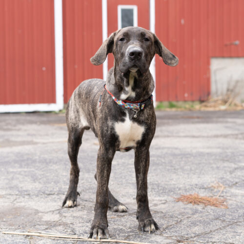 Mobley, an adoptable Bullmastiff, Mixed Breed in Duart, ON, N0L 1H0 | Photo Image 3