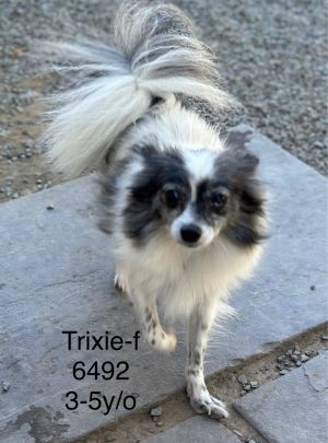 Trixie