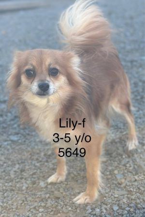 Lily