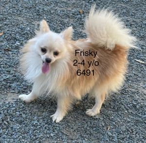 Frisky