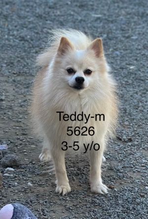 Teddy