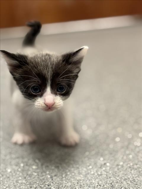 Avocado Roll photo 1