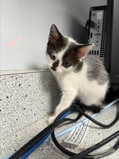 Rainbow Roll photo 1