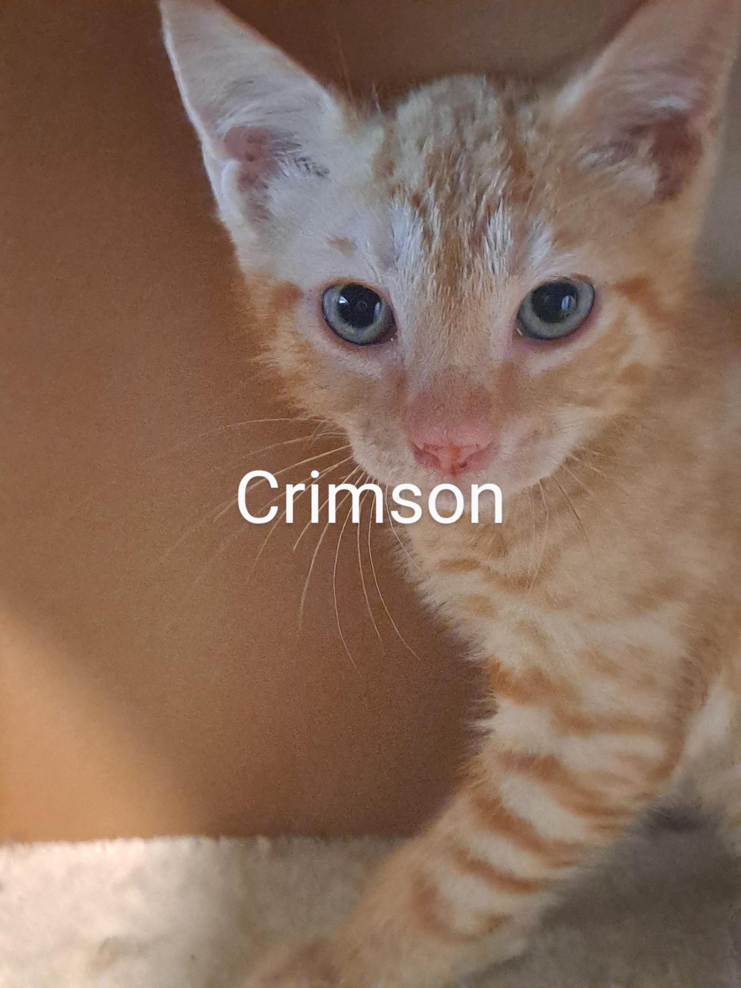 Crimson (new)