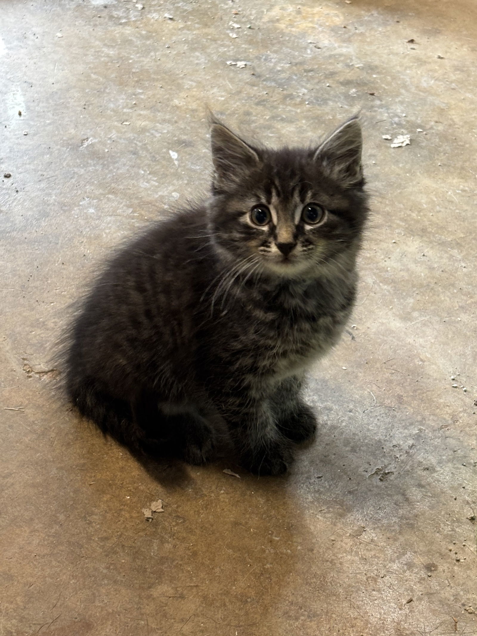 Argon "Alex:" Not at shelter (Barbe)