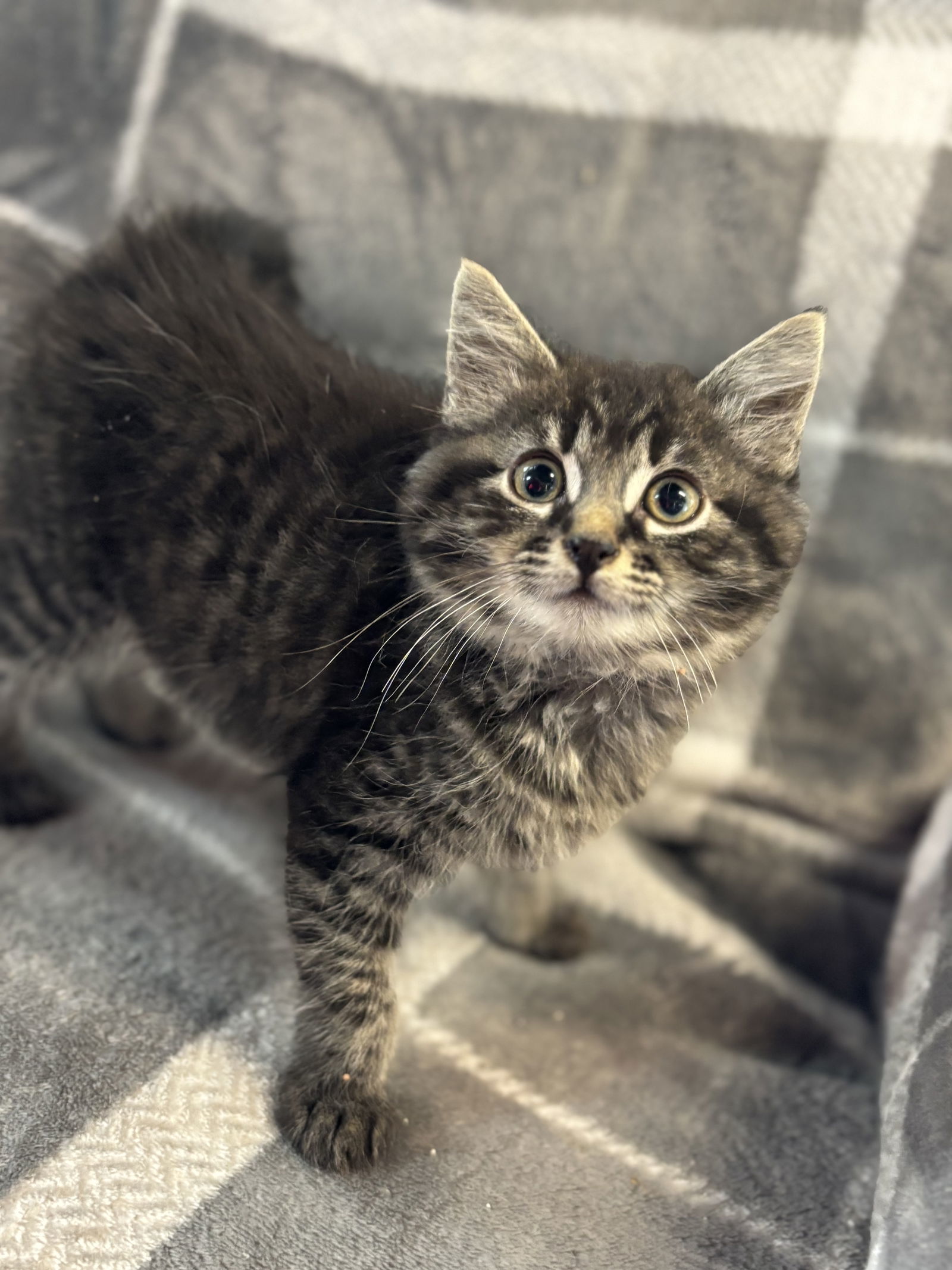 Argon "Alex:" Not at shelter (Barbe)