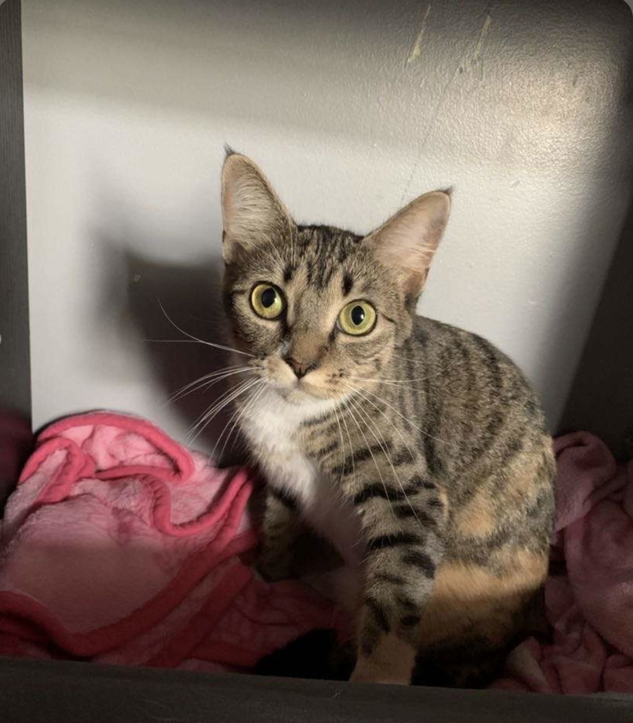 Dezi, an adoptable Calico in Duluth, MN, 55807 | Photo Image 1