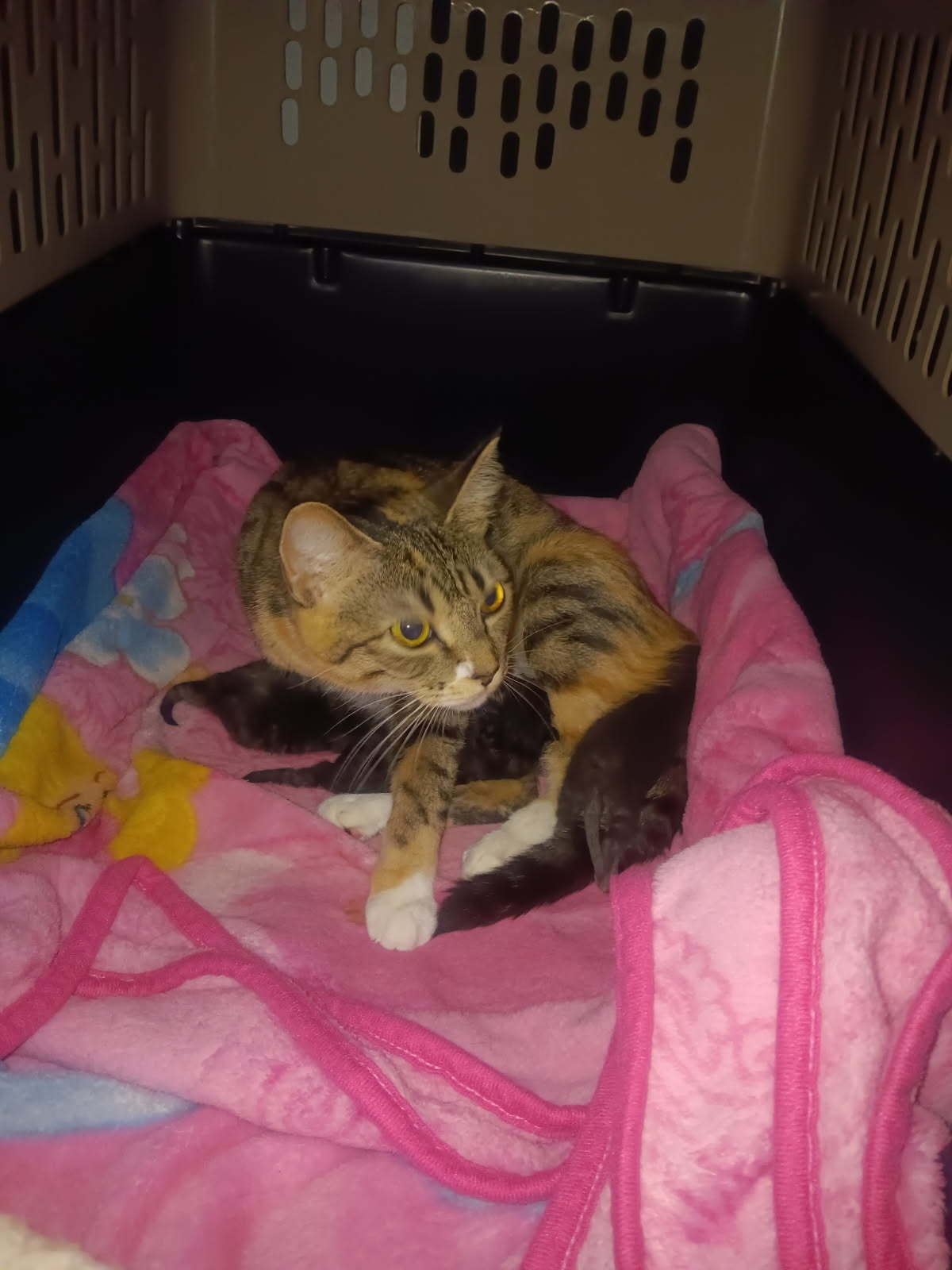 Dezi, an adoptable Calico in Duluth, MN, 55807 | Photo Image 2