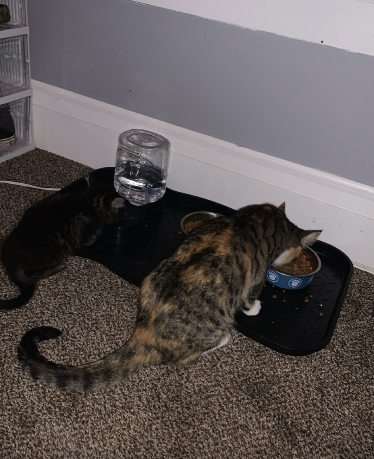 Dezi, an adoptable Calico in Duluth, MN, 55807 | Photo Image 3