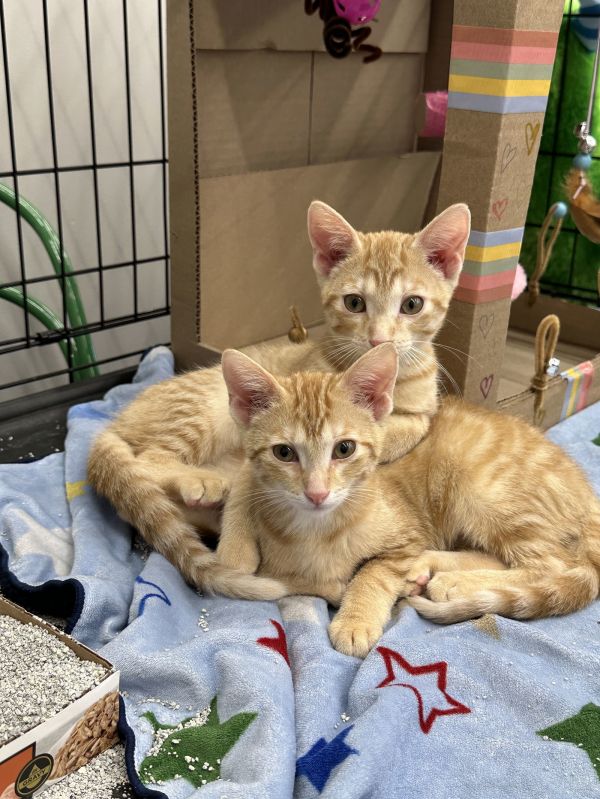 Baguette &amp; Cornbread photo 1