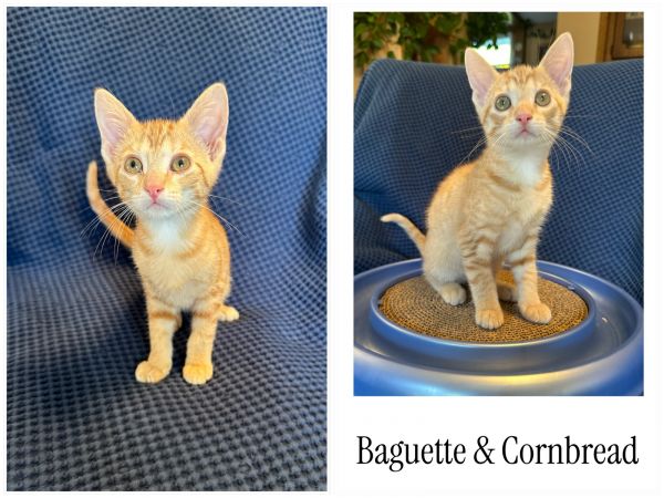 Baguette &amp; Cornbread thumbnail 2