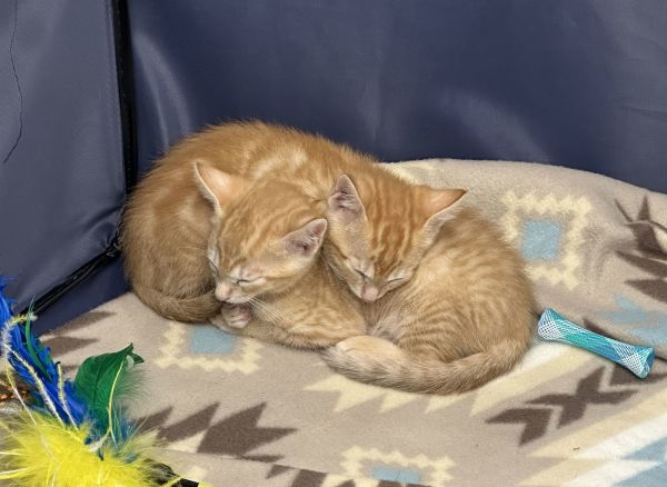 Baguette &amp; Cornbread thumbnail 3