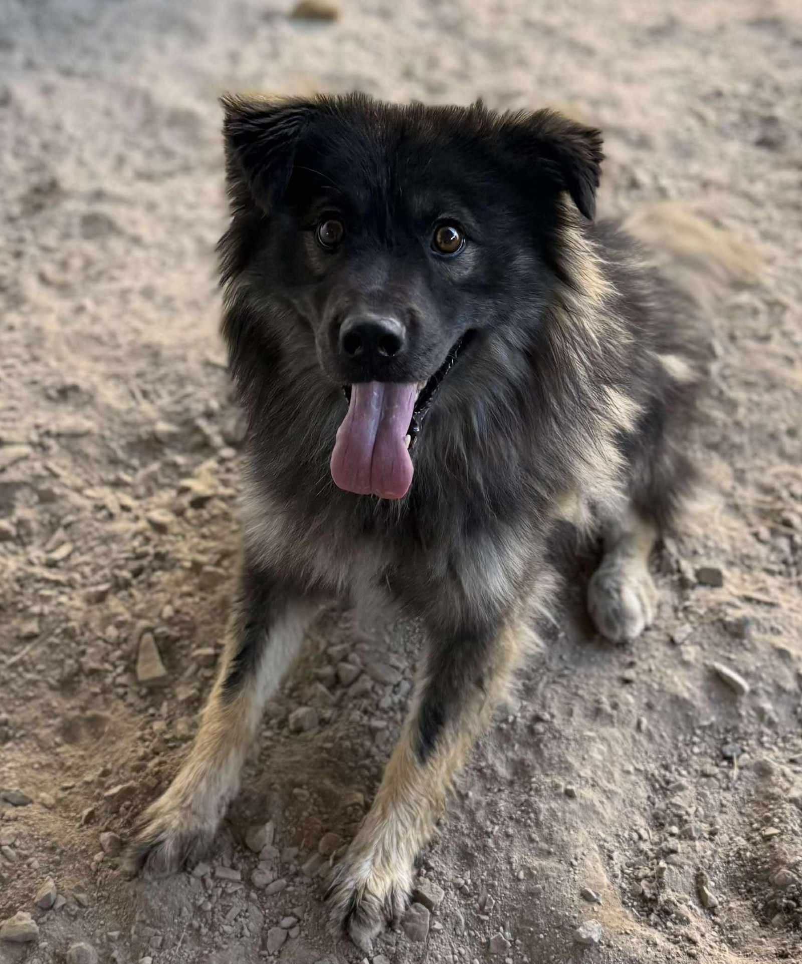 Gunner, an adoptable Keeshond in Yreka, CA, 96097 | Photo Image 1