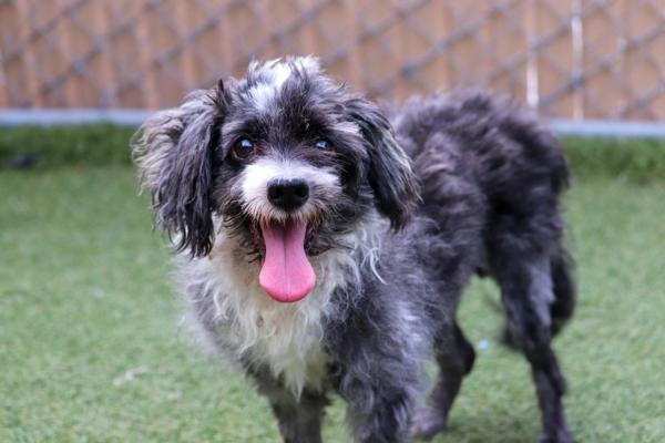 Esteban, an adoptable Havanese in Oceanside, CA, 92054 | Photo Image 1