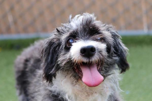 Esteban, an adoptable Havanese in Oceanside, CA, 92054 | Photo Image 2