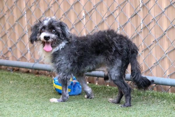 Esteban, an adoptable Havanese in Oceanside, CA, 92054 | Photo Image 3