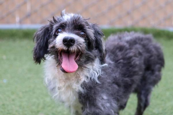 Esteban, an adoptable Havanese in Oceanside, CA, 92054 | Photo Image 4