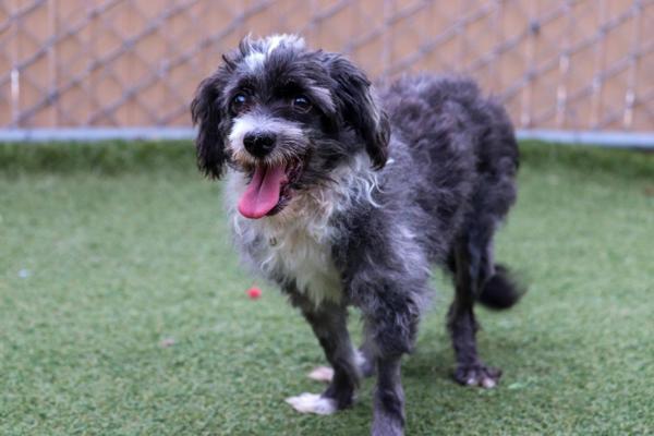 Esteban, an adoptable Havanese in Oceanside, CA, 92054 | Photo Image 5