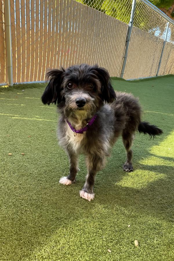 Esteban, an adoptable Havanese in Oceanside, CA, 92054 | Photo Image 6