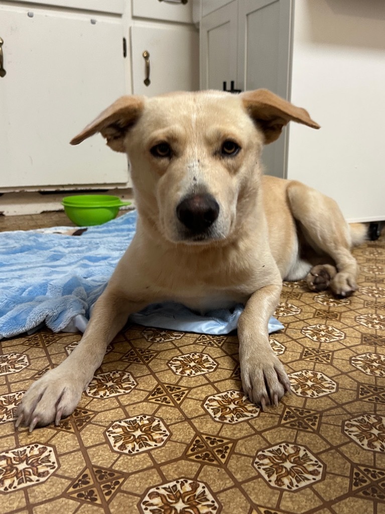 Karat, an adoptable Yellow Labrador Retriever, Husky in Virginia, MN, 55792 | Photo Image 1