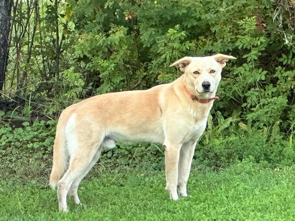 Karat, an adoptable Yellow Labrador Retriever, Husky in Virginia, MN, 55792 | Photo Image 2