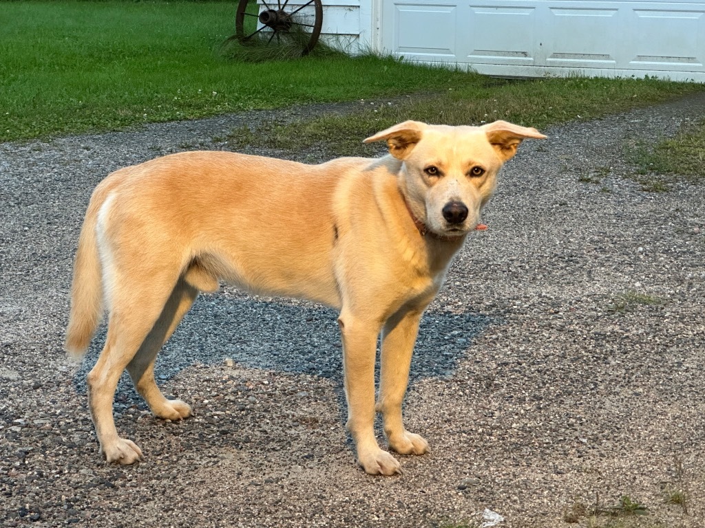 Karat, an adoptable Yellow Labrador Retriever, Husky in Virginia, MN, 55792 | Photo Image 3