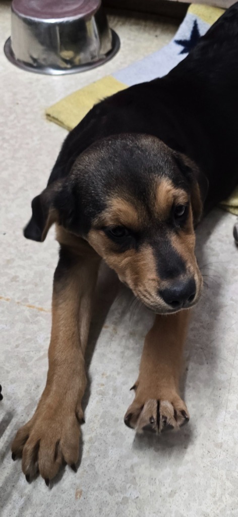 Tampa, an adoptable Beagle, Hound in Virginia, MN, 55792 | Photo Image 1