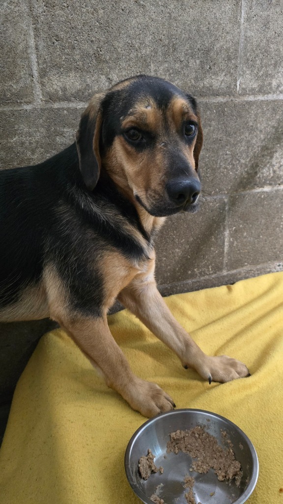 Taaz, an adoptable Beagle, Hound in Virginia, MN, 55792 | Photo Image 2