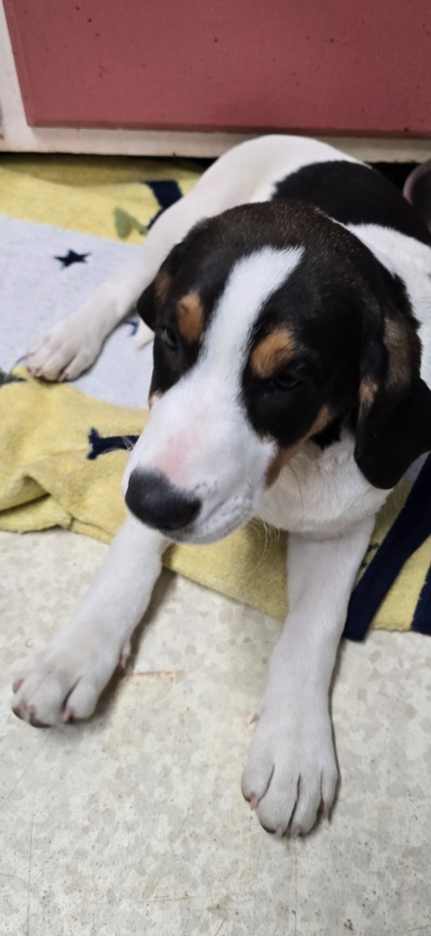 Twist, an adoptable Beagle, Hound in Virginia, MN, 55792 | Photo Image 1