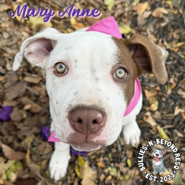 The Chicks Litter: Mary thumbnail 3