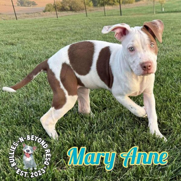 The Chicks Litter: Mary thumbnail 6