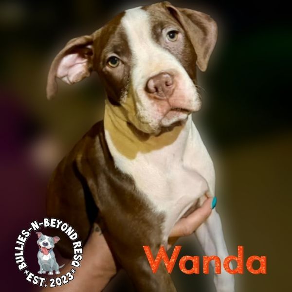 The Chicks Litter: Wanda thumbnail 4