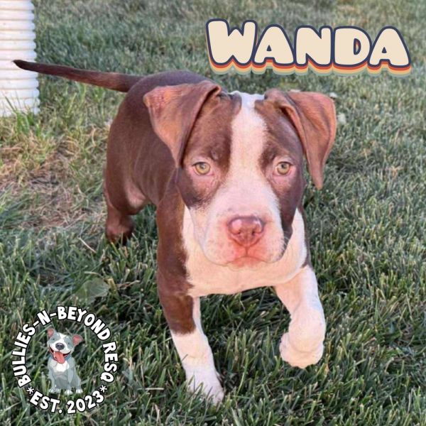 The Chicks Litter: Wanda thumbnail 5